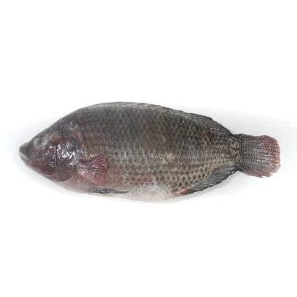 [SAL-0460] Tilápia Inteira Limpa Congelada 500-800g